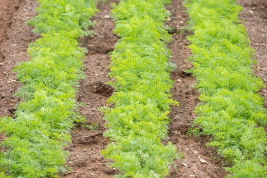 Carrots crop