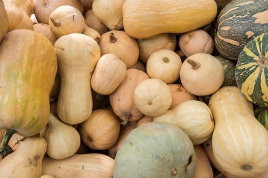 Pumpkins, Cucurbita argyrosperma, moschata, Butternut, maxima, cushaw