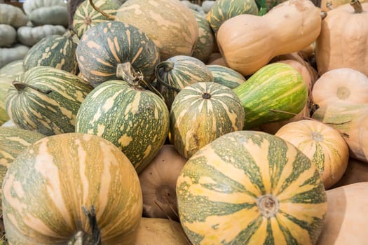 Pumpkins, Cucurbita argyrosperma, moschata, Butternut, maxima, cushaw