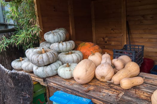 White and orange pumpkings wonder, and butternut