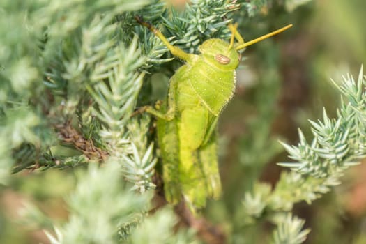 Grasshoppers remaining in a plant, Acrididae