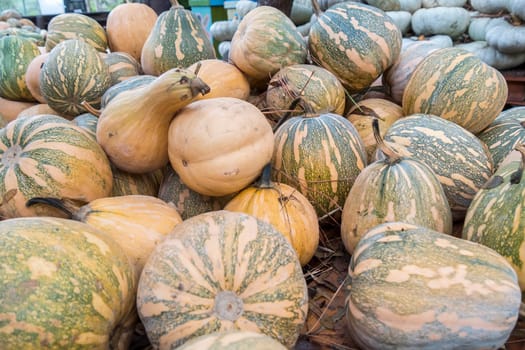 Pumpkins, Cucurbita argyrosperma, moschata, Butternut, maxima, cushaw