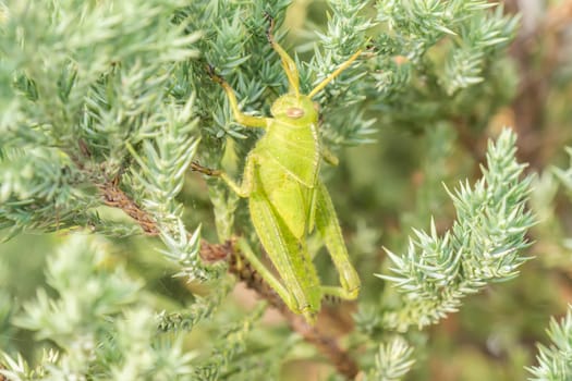 Grasshoppers remaining in a plant, Acrididae