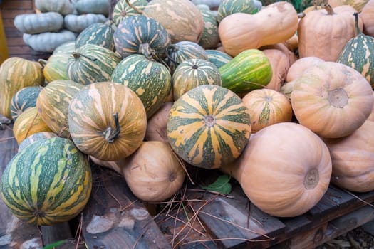 Pumpkins, Cucurbita argyrosperma, moschata, Butternut, maxima, cushaw