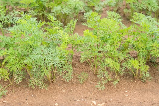 Carrots crop