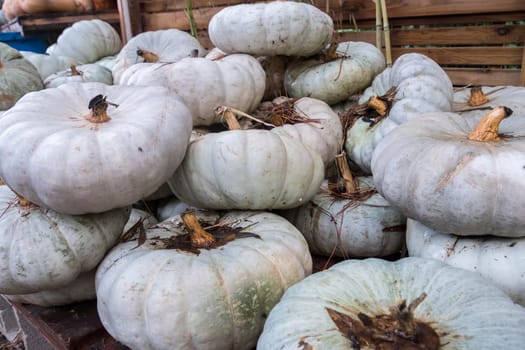White pumpkings wonder