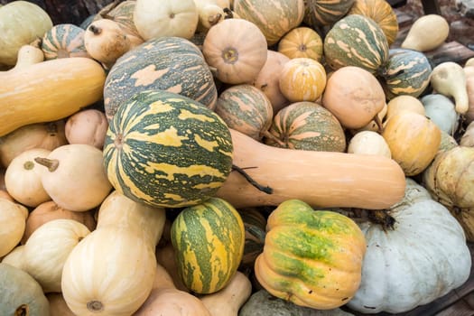 Pumpkins, Cucurbita argyrosperma, moschata, Butternut, maxima, cushaw