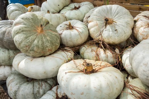 White pumpkings wonder