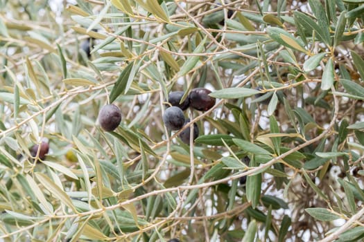 Ripe black olives on the tree