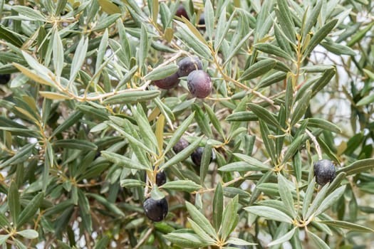 Ripe black olives on the tree