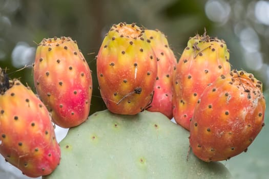Cactaceae, Opuntia, prickly pears cactus fruitsand