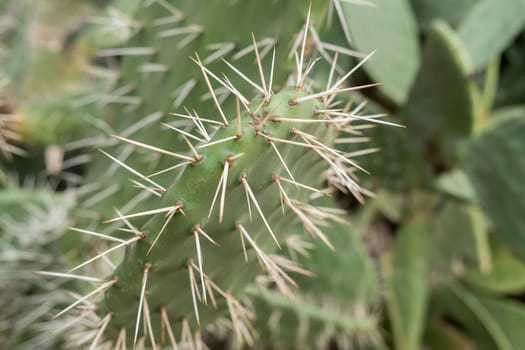 Cactaceae, Opuntia, prickly pears cactus fruitsand