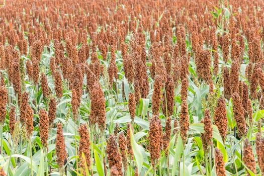 Sorghum field