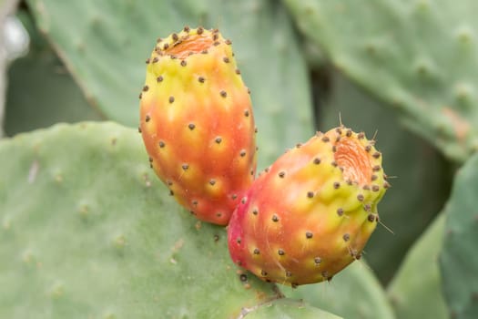 Cactaceae, Opuntia, prickly pears cactus fruitsand