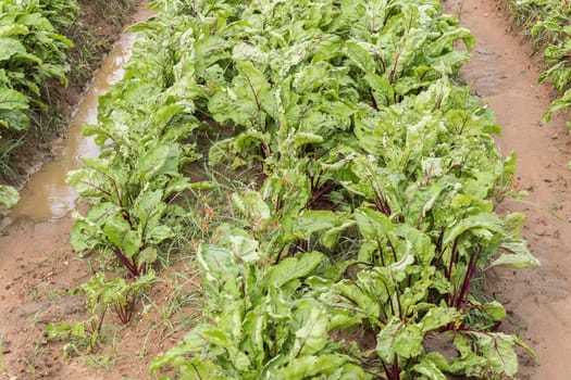 Beet harvest