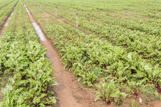 Beet harvest