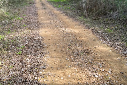 Rural dirt road in the middle of nature