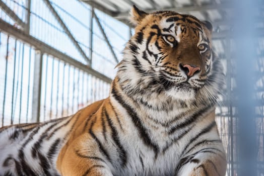 Portrait of the leopard in a zoo