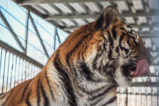 Portrait of the leopard in a zoo