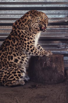 Portrait of the female leopard from fast east in a zoo