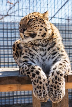 Portrait of the male leopard in a zoo