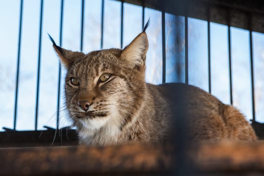 Portrait of the lynx in a zoo