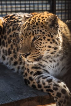 Portrait of the male leopard in a zoo