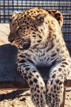 Portrait of the male leopard in a zoo