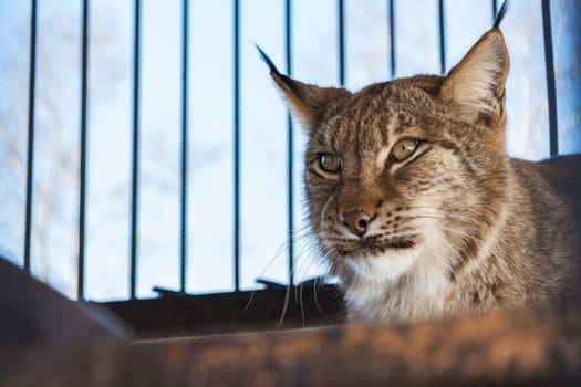 Portrait of the lynx in a zoo