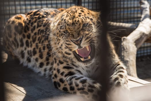 Portrait of the male leopard in a zoo