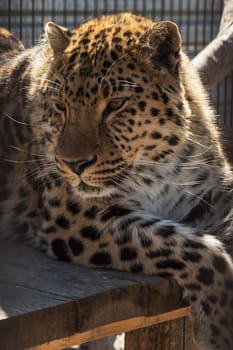 Portrait of the male leopard in a zoo