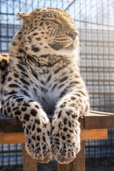 Portrait of the male leopard in a zoo