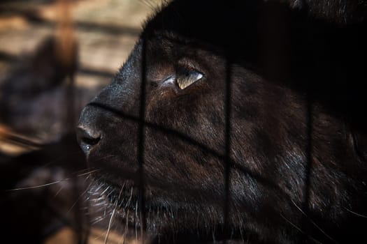 Portrait of the baby black puma in a zoo