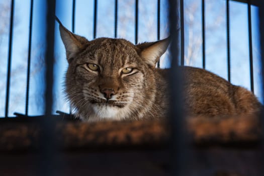 Portrait of the lynx in a zoo