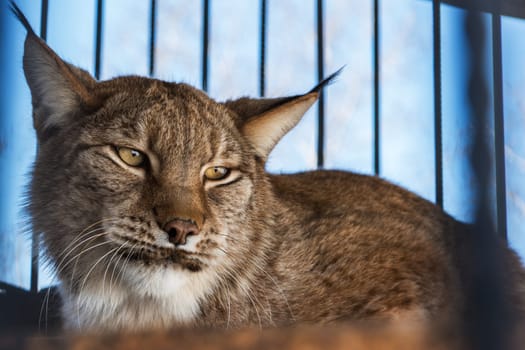 Portrait of the lynx in a zoo