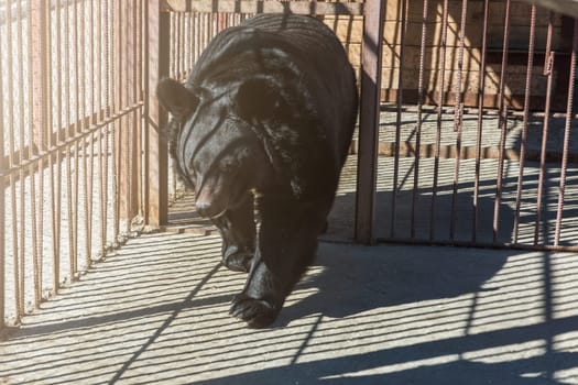 Big black bear in a zoo