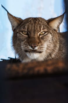Portrait of the lynx in a zoo
