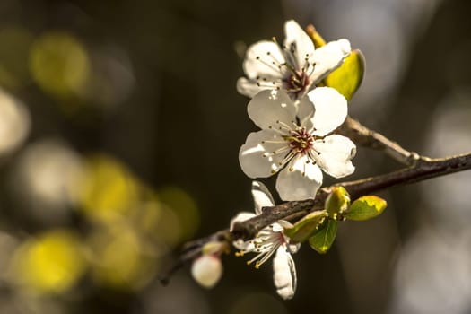 Spring brings the branches of the trees to flowering. Small delicate white flowers in the spring sun