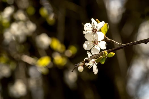 Spring brings the branches of the trees to flowering. Small delicate white flowers in the spring sun
