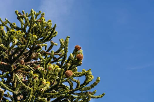 Araucaria plants evergreen trees and belong to the plant family of conifers.