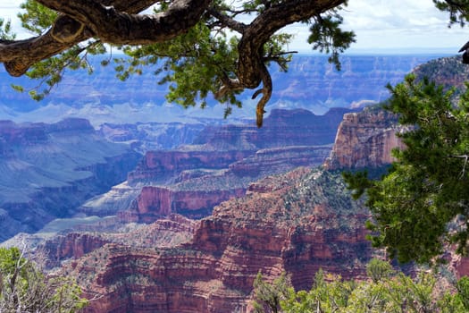 View of the Grand Canyon from the North Rim with the picture framed by a tree