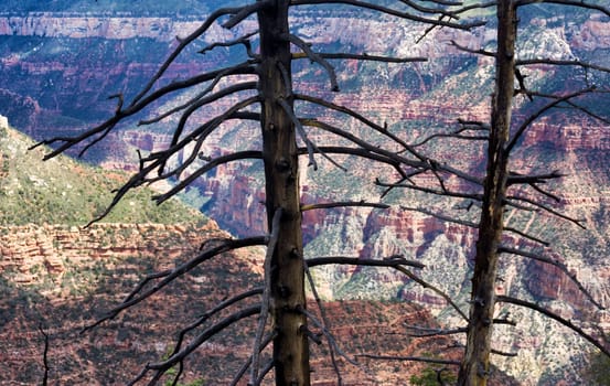 Two dead trees with the Grand Canyon in the background as seen from the North Rim