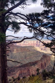 Pine tree with the Grand Canyon in the background from the North Rim