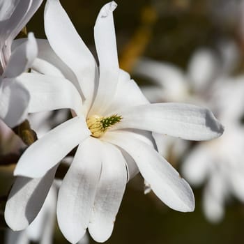 blooming star magnolia in the park