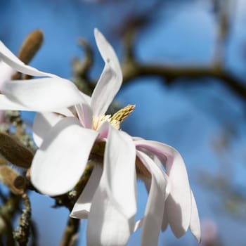 blooming star magnolia in the park