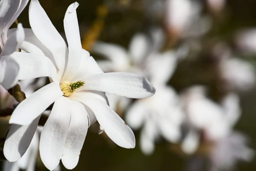 blooming star magnolia in the park
