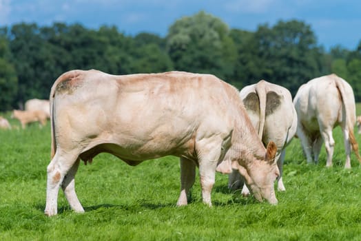 group of grazing brown cows in a dutch meadow