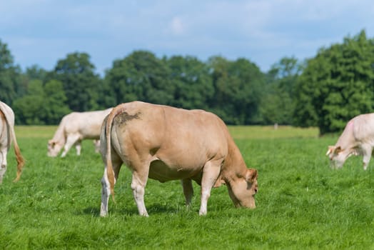 group of grazing brown cows in a dutch meadow
