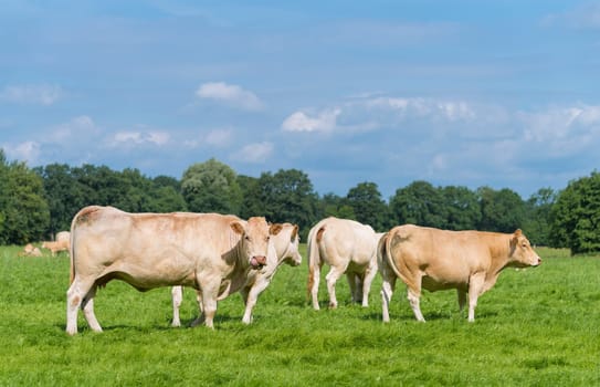 group of grazing brown cows in a dutch meadow