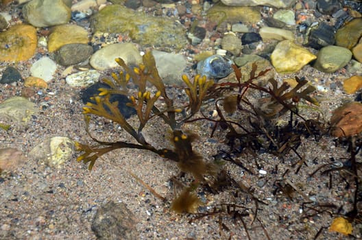 Algae